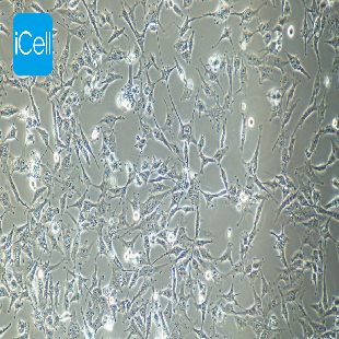 Choroidal Melanoma Cell Line In The Human Eye, #C918