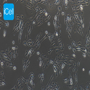 Skin Metastatic Cell Line Of Human Renal Clear Cell Carcinoma, #CAKI-1