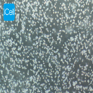 Human Acute Lymphoblastic Leukemia Cell Line, #CCRF-CEM