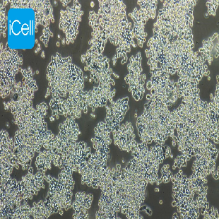 Human Colorectal Adenocarcinoma Cell Line, #COLO320