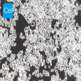 Human Colorectal Adenocarcinoma Cell Line, #COLO320 DM