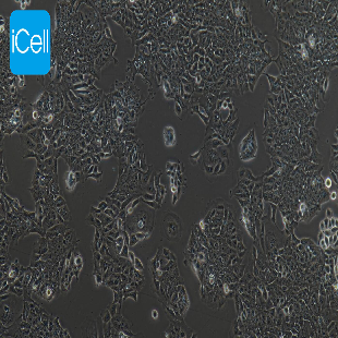 Human Colorectal Adenocarcinoma Cell Line, #DLD-1