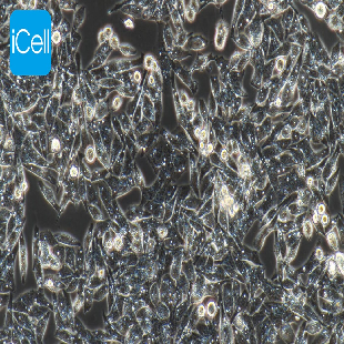 Human Gastric Mucosal Epithelial Cell Line, #GES-1