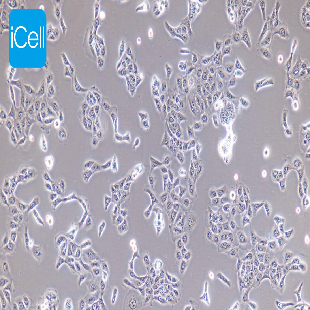 Human-Immortalized Epidermal Cell Line, #HACAT