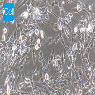 Immortalized Microvascular Endothelial Cell Line Of The Human Brain, #HCMEC/D3