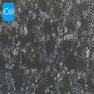 Human Colon Cancer Cell Line, #HCT-15