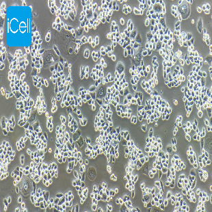 Paclitaxel-Resistant Strains Of Human Colorectal Cancer, #HCT-15/TAXOL