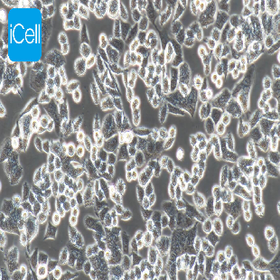 Human Colorectal Cancer Cancer Cell Line, #HCT-8