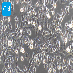 Human Kidney Embryonic Cell, #HEK-293