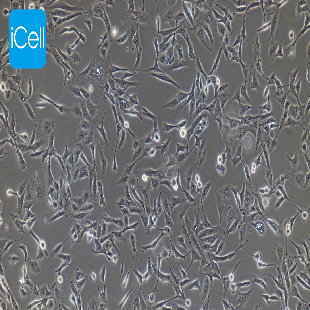 Human Microvascular Endothelial Cell Lines, #HMEC-1