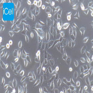 Human Pancreatic Cancer Cell Line, #HPAC