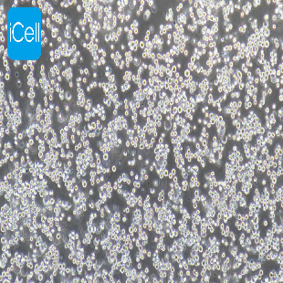 Human K562 Doxorubicin-Resistant Cell Line, #K562/ADR