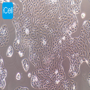 Human Pancreatic Cancer Epithelial Cell Line, #PANC 05.04