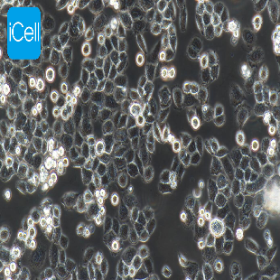 Human Pancreatic Cancer Cell Line, #PANC-1