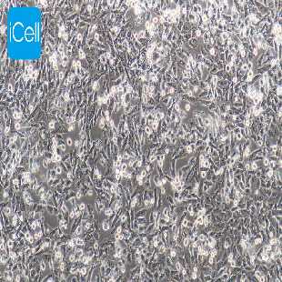 Human Lung Cancer Cell Line, #NCI-H1703