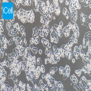 Human Lung Adenocarcinoma Cell Line, #NCI-H1395
