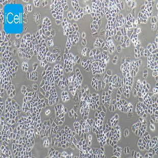Human Cell Lung Cancer Cell Line, #NCI-H460 [H460]