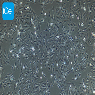 Human Small-Cell Lung Cancer Cell Line, #NCI-H446
