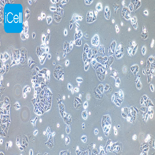 Human Non-Small-Cell Lung Cancer Cell Line, #NCI-H358
