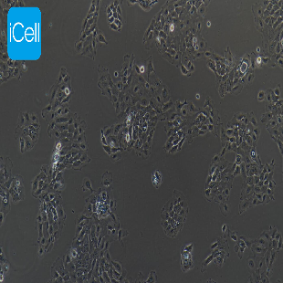 Human Lung Cancer Cell Line (Lymph Node Metastasis) , #NCI-H292