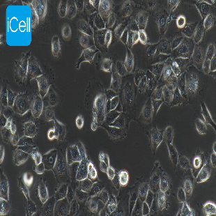 Human Lung Squamous Cancer Cell Line, #NCI-H226