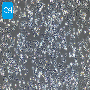 Human Non-Small-Cell Lung Adenocarcinoma Cell Line, #NCI-H157