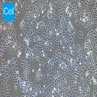 Human Lung Cancer Cell Line, #NCI-H23
