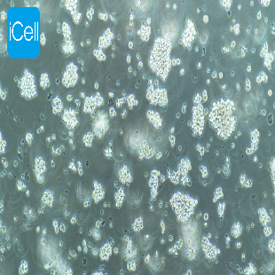 Human Acute Lymphoblastic Leukemia Cell Line, #MT-4