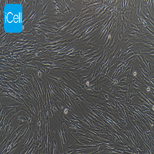 Human Embryonic Lung Cell Line, #MRC-5