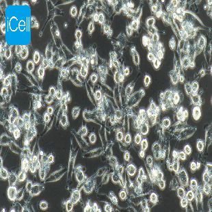Human Pancreatic Cancer Cell Line, #MIA-PACA-2