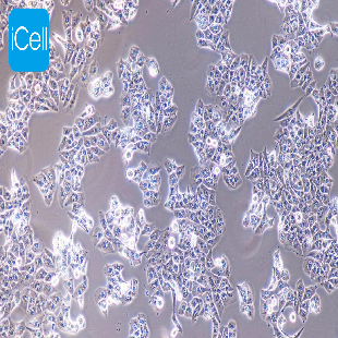 Human Highly Metastatic HCC Cell Line, #MHCC-97L