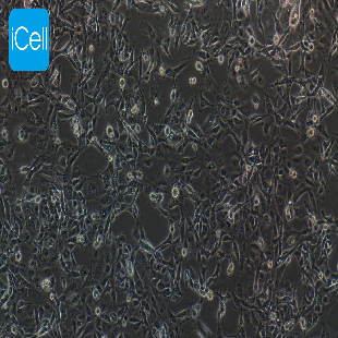 Human Membrane Mesothelial Cell Line, #MET-5A