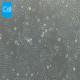 Human Mammary Gland Epithelial Cell Line, #MCF-10A