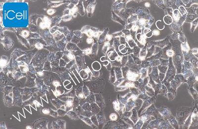 Human Cervical Carcinoma Cell, #BT-B