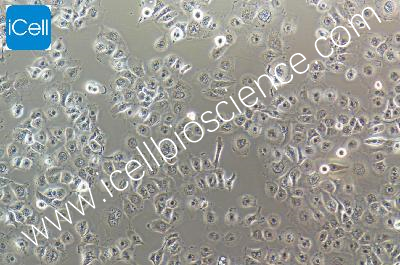 Human-Cell Lung Cancer Cell Line, #NCI-H661[H661]