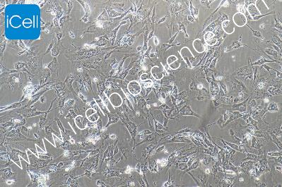 Human Pancreatic Ductal Cell Line, #HPNE