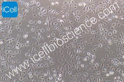 Near Jux Tubule Epithelial Cell Line Of The Human Renal Cortex, #HK-2