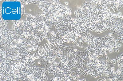 Human Normal Liver Cell Line, #WRL68