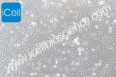 Human Astroglioma Cell Line, #U251 MG (KO)