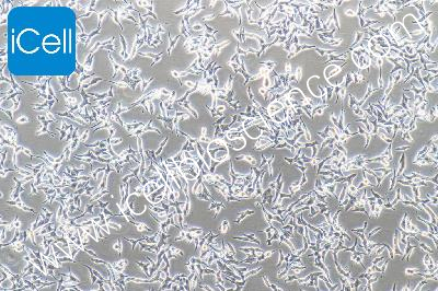 Human Thyroid Cancer Cell Line, #TT