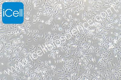 Normal Cell Line Of The Human Prostate Gland, #RWPE-2