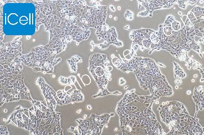 Human Pancreatic Cancer Cell Line, #PANC10.05