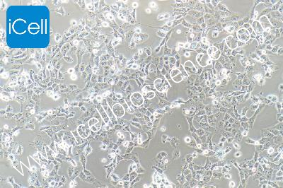 Human Non-Small-Cell Lung Cancer Cell Line, #NCI-H1299