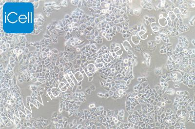 Human Liver Cell Line, #HL-7702[L-02]
