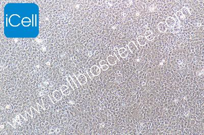 Mammary Epithelial Cell Line With A Human Integrated Sv40 Gene, #HBL-100