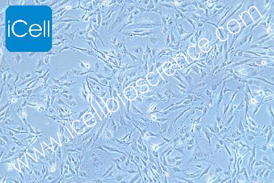 Human Thyroid Carcinoma Cell Line 8305C (Undifferentiated) , #8305C