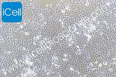 Human Cervical Carcinoma Cell, #AV3