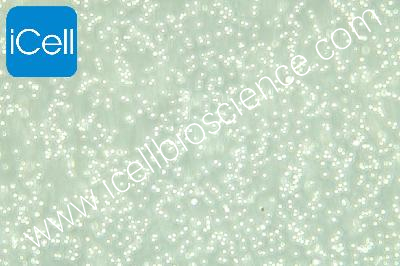 Human Acute Lymphoblastic Leukemia Cell Line, #CEM/C1