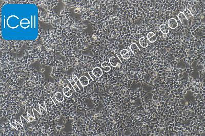 Human Renal Epithelial Cell Line, #HKB-20