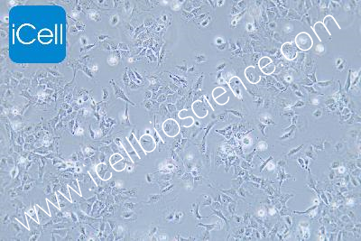 Human Microglia, #HMC3